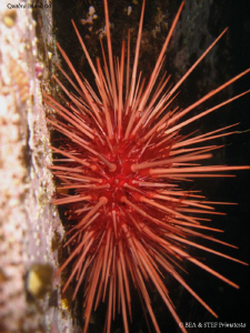 Red sea urchin on "Copper cliff". Quadra Island, BC. Cano... by Bea & Stef Primatesta 